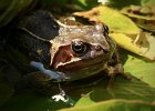 3 Sunbathing frog.jpeg